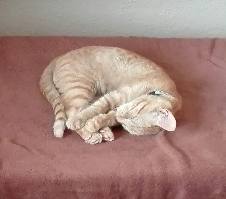 mein Liebling