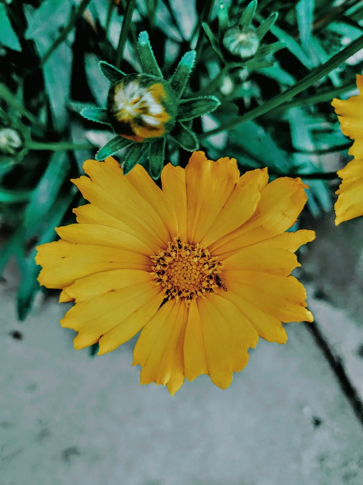 Beautiful flower
