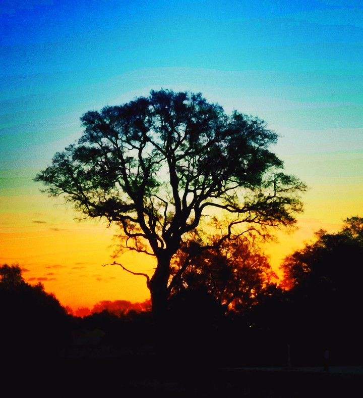 Sunrise among the Oak trees