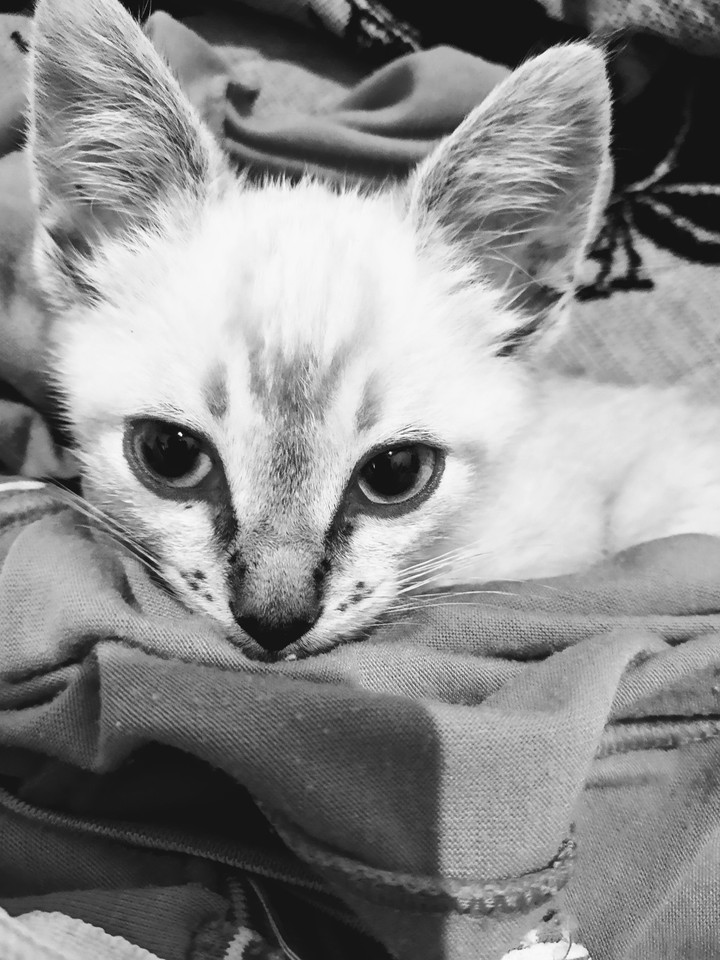 gato