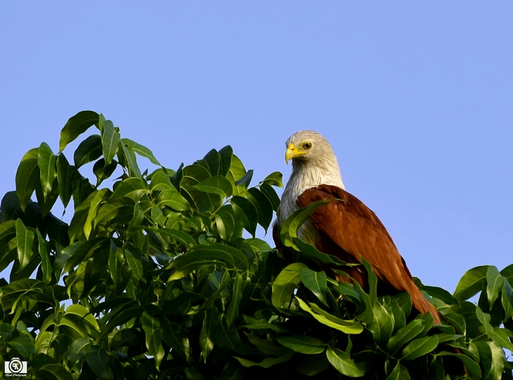 Brahminy Kite