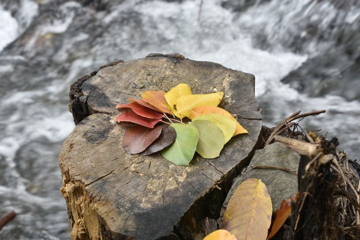 The beauty of Autumn