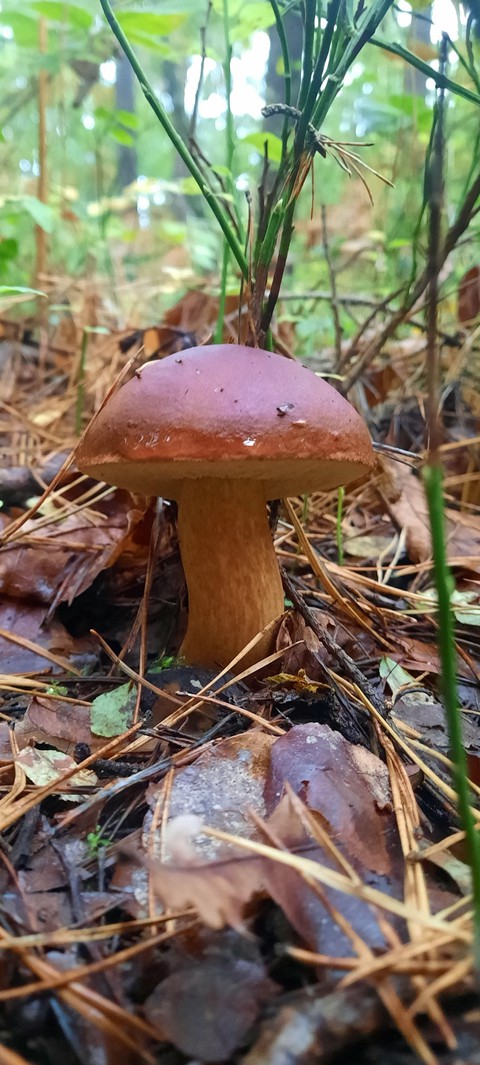 hình nền groundcover, mushroom