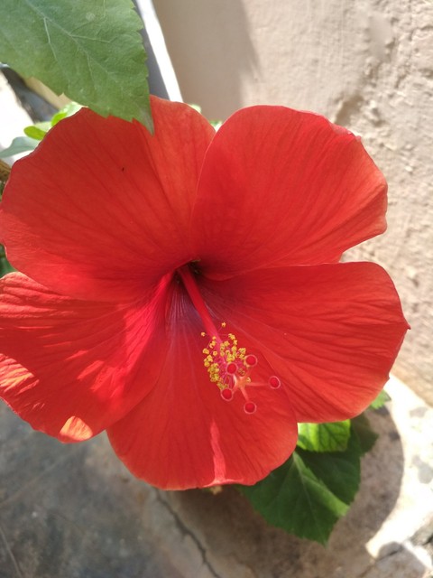 Red flower