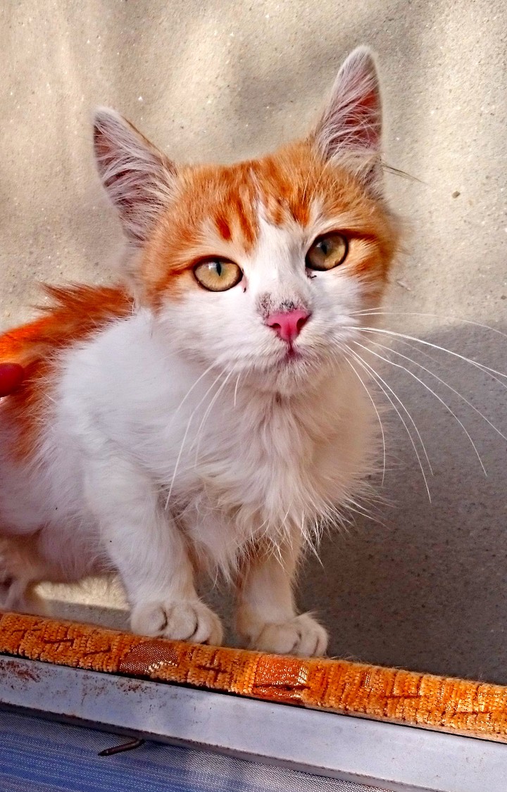 Ginger..