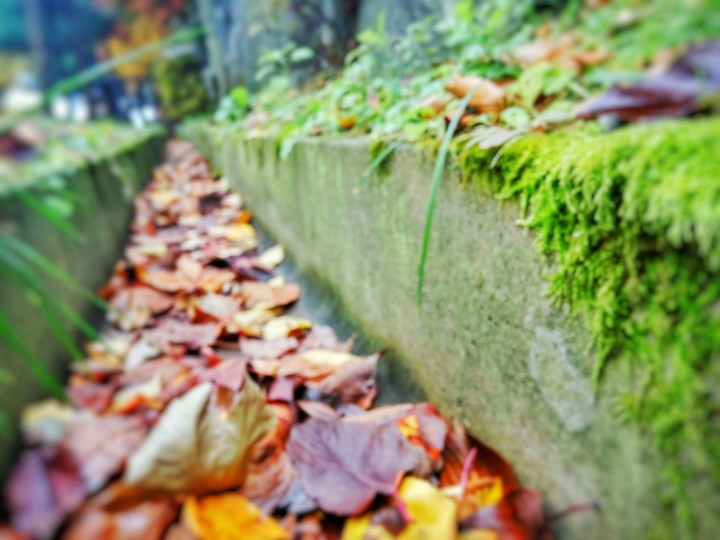 moss