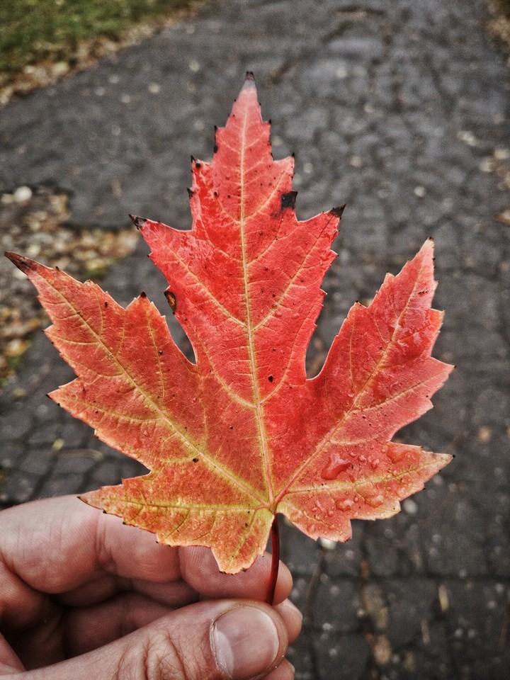 autumn