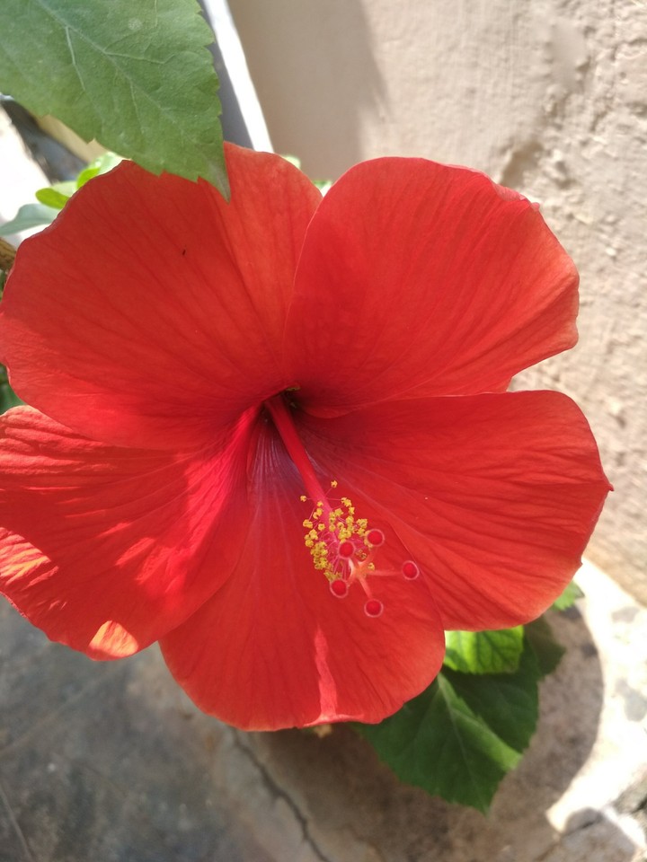 Red flower