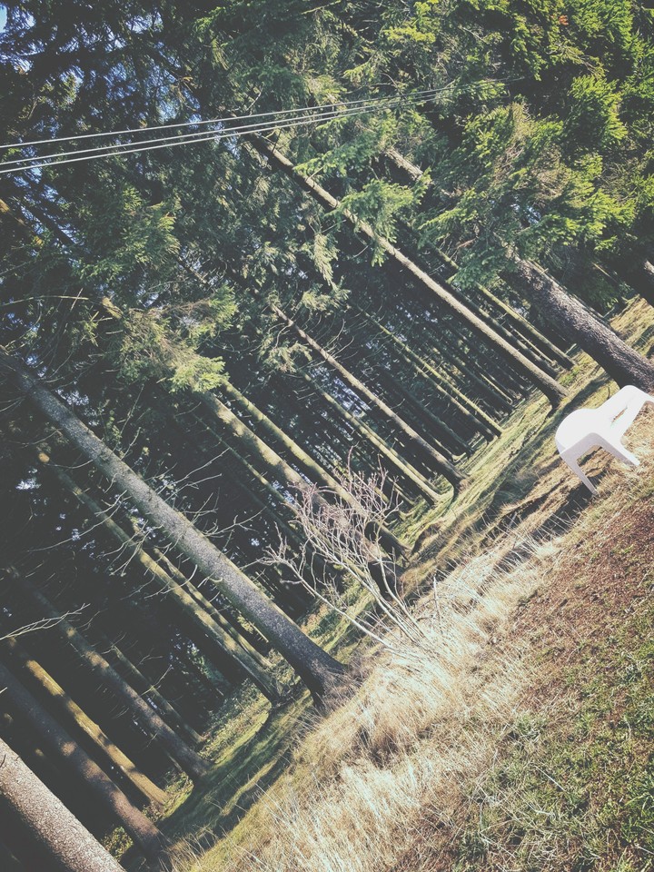 Forest Tree