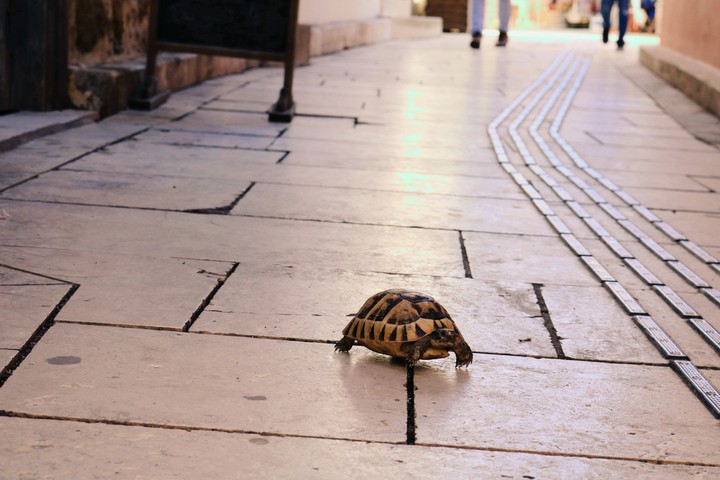Turtles crossing