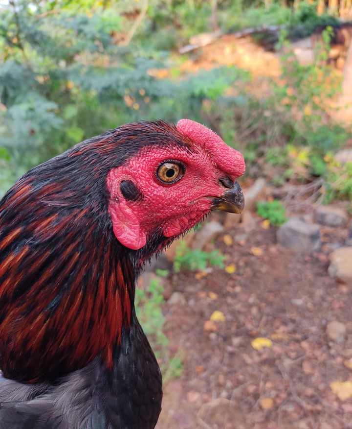 Rooster
