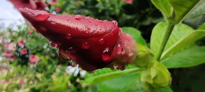 flower bud