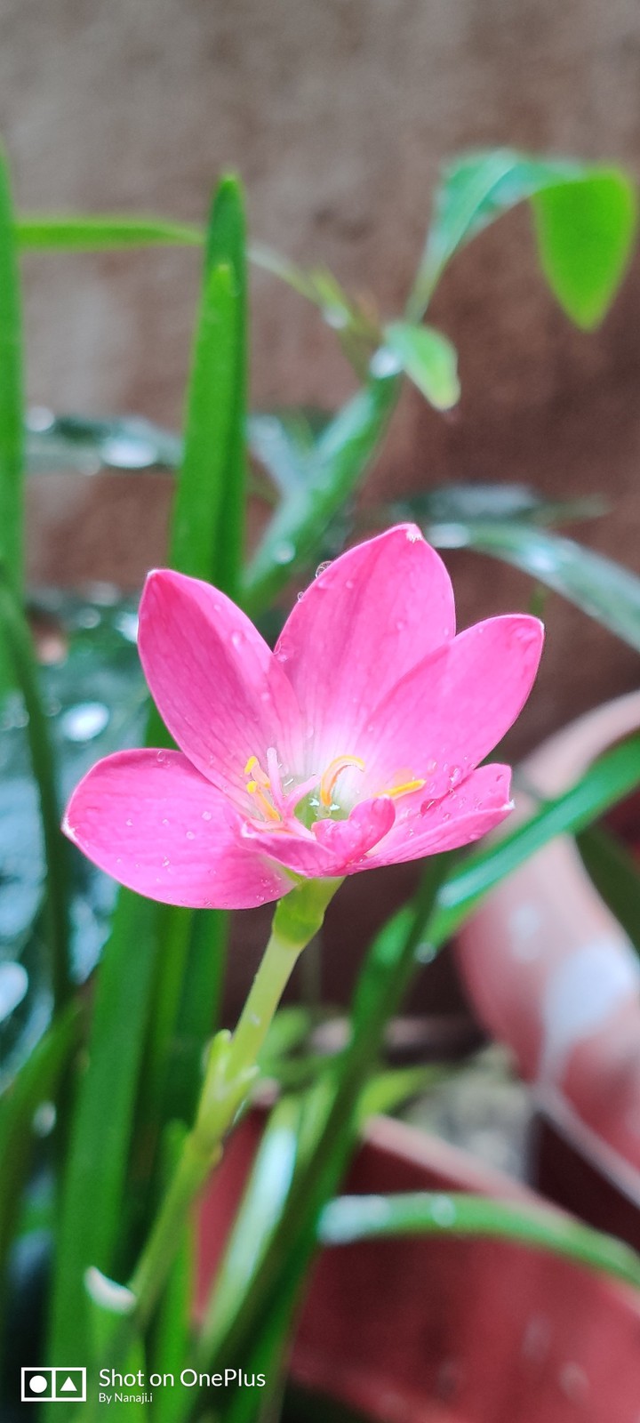 rain lilly
