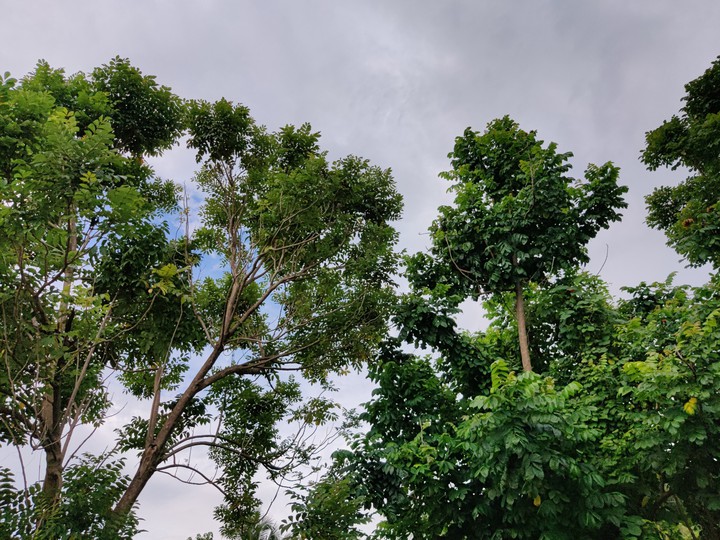 SKY AND TREE