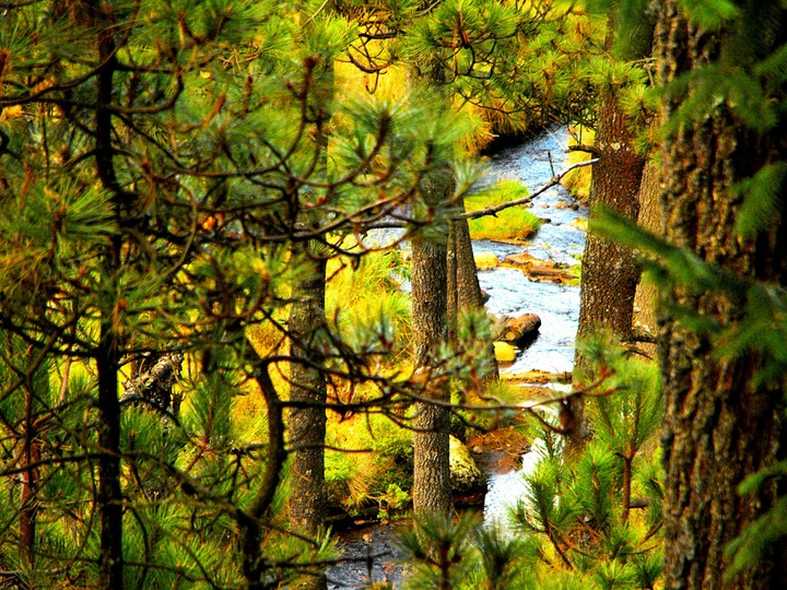 Forest