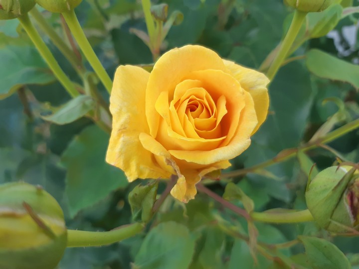 rose