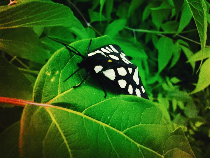 A Black Butterfly