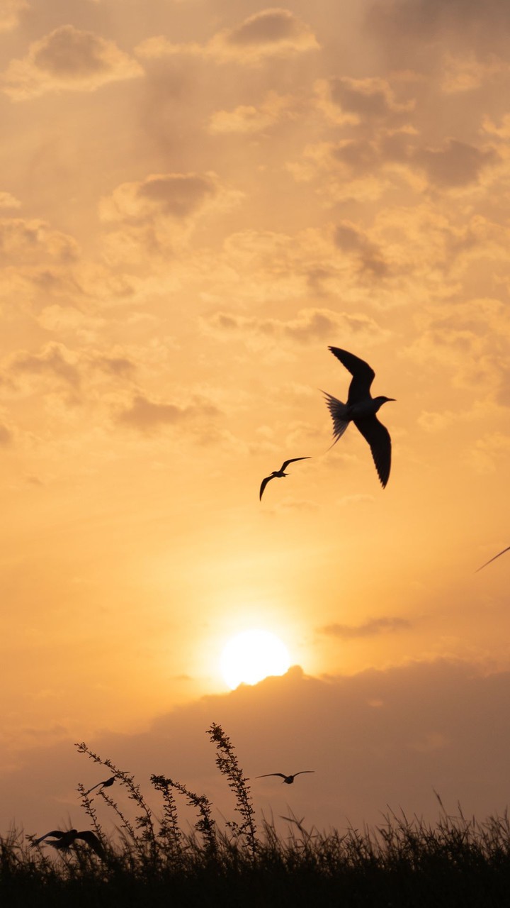 birds
