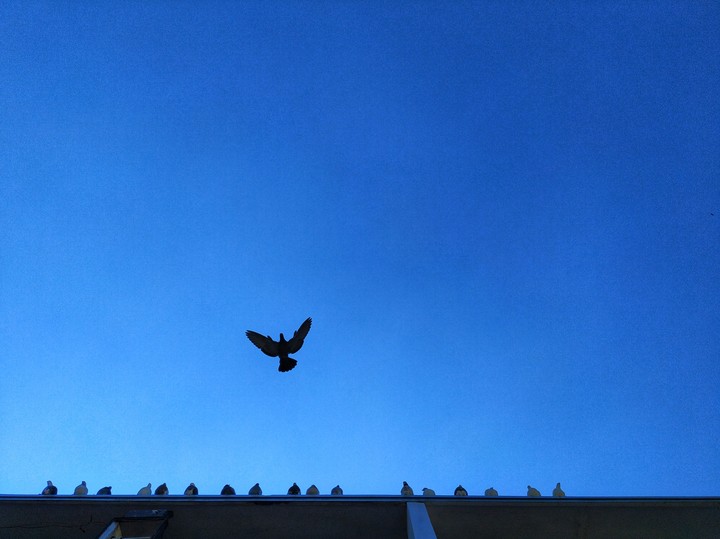 Freedom.