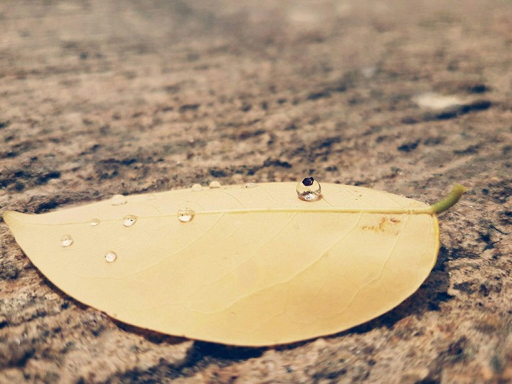 Nature. Water droplets