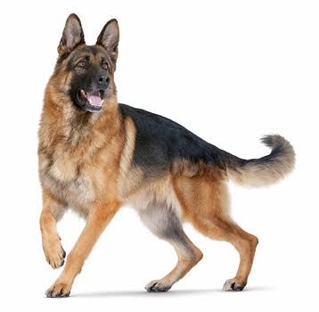 best dog bread
