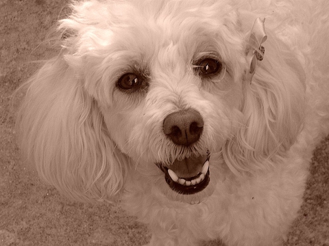 Poodle dog
