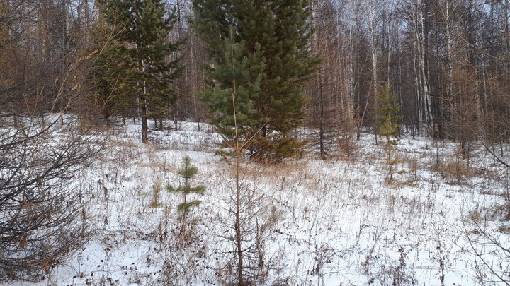 сибирь