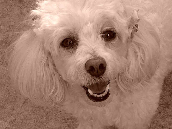 Poodle dog