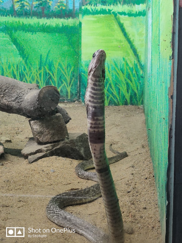 hiss