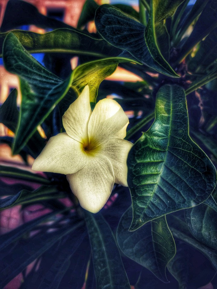 flower