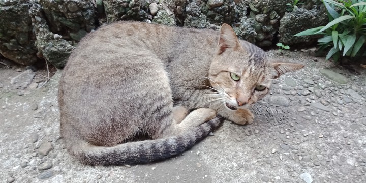 cat leo