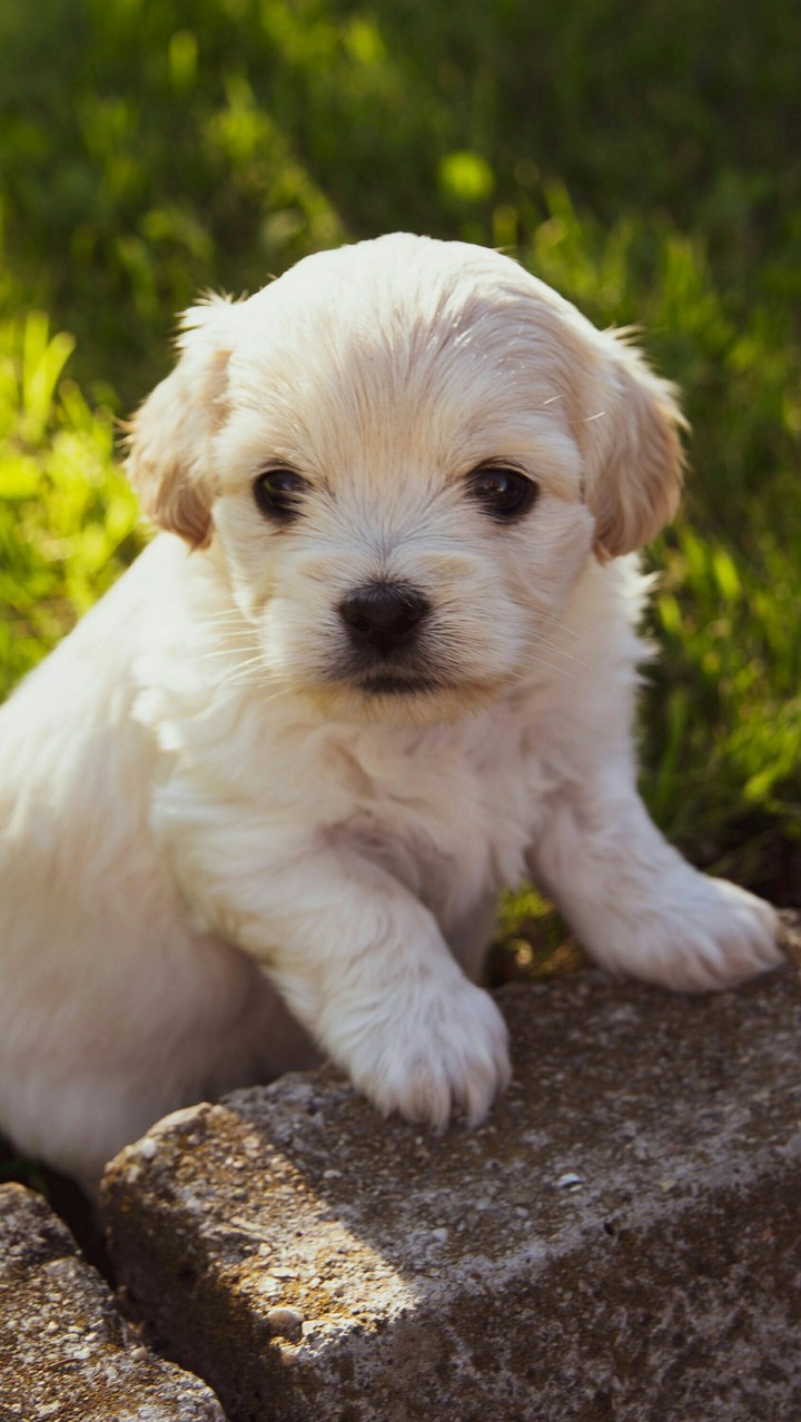 cute