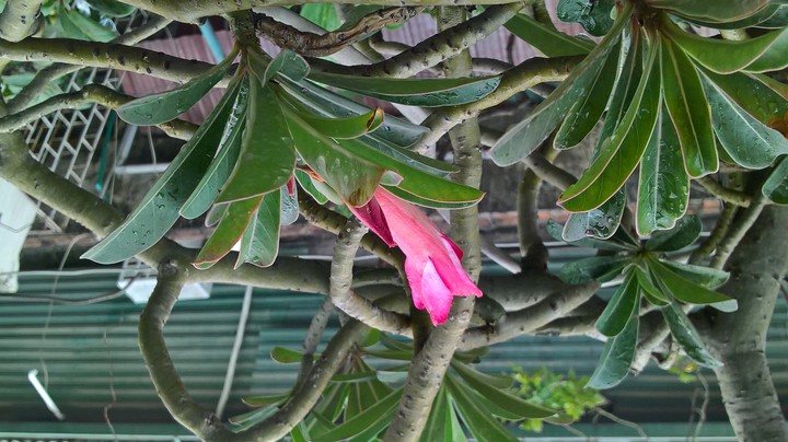 My flower