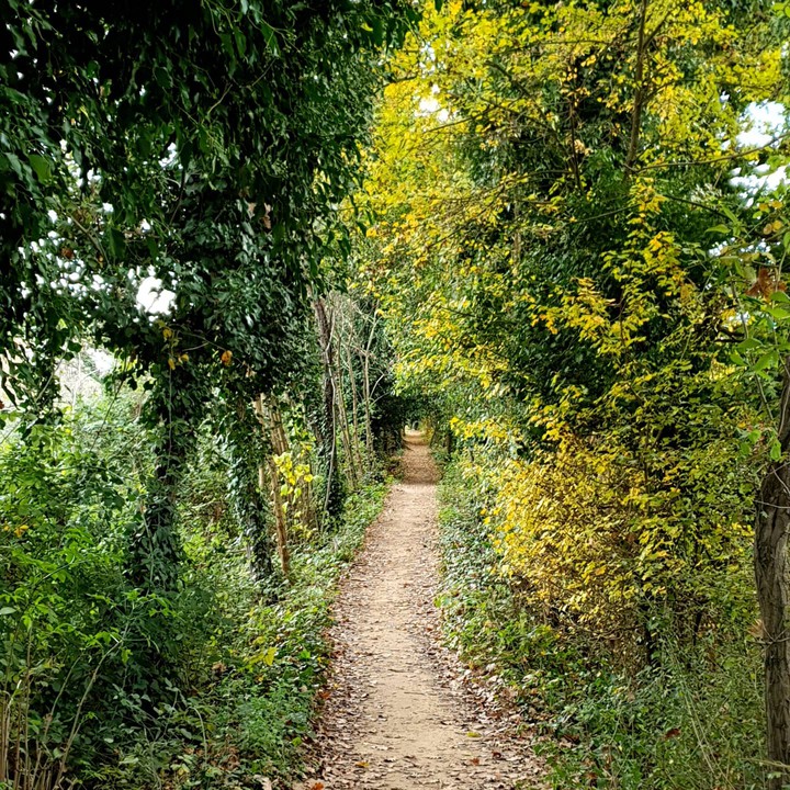 Nature tunnel