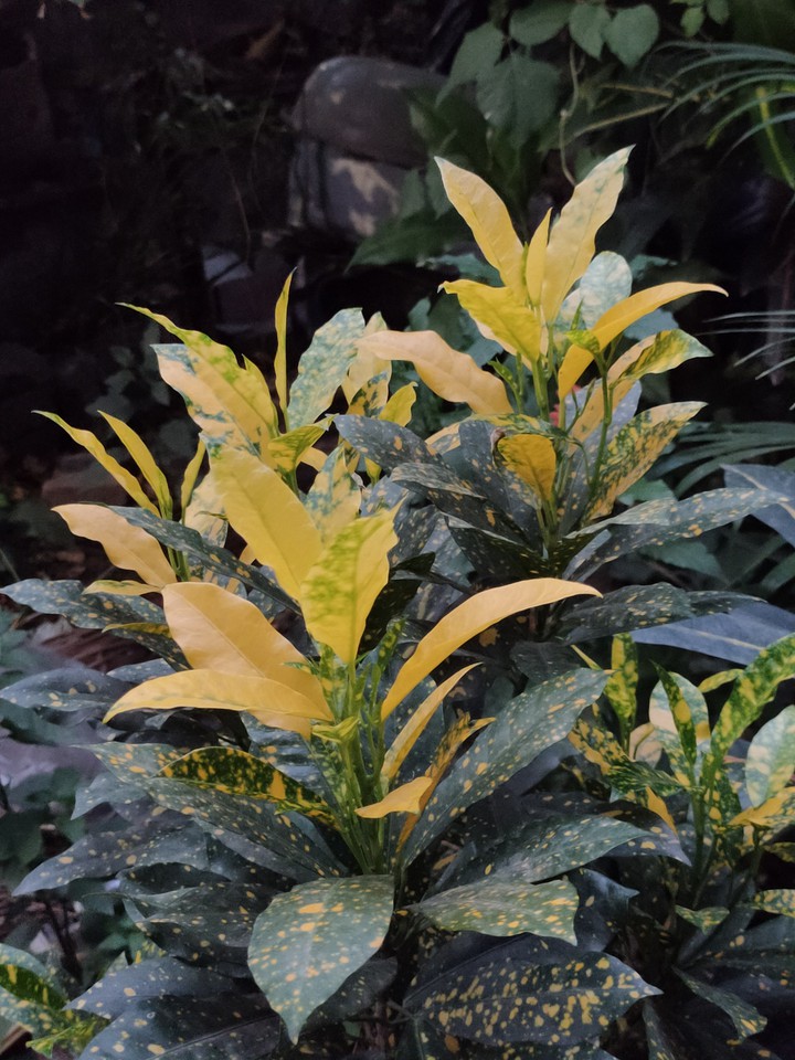 Croton