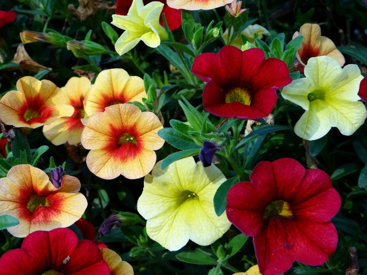 Flowers