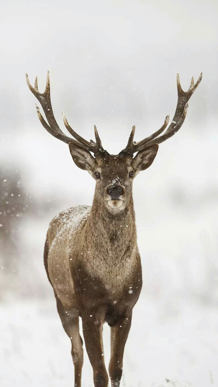 Animal