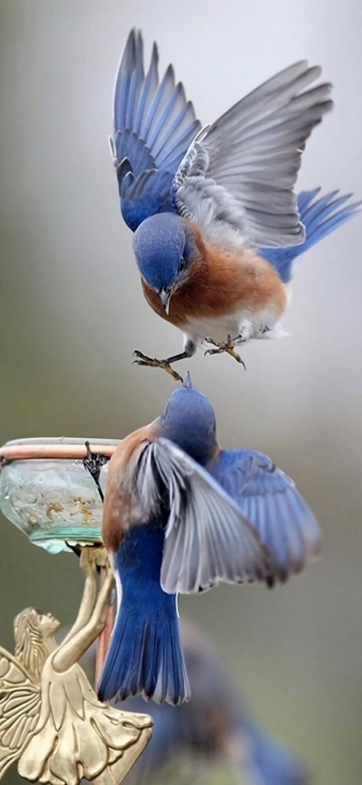 bird