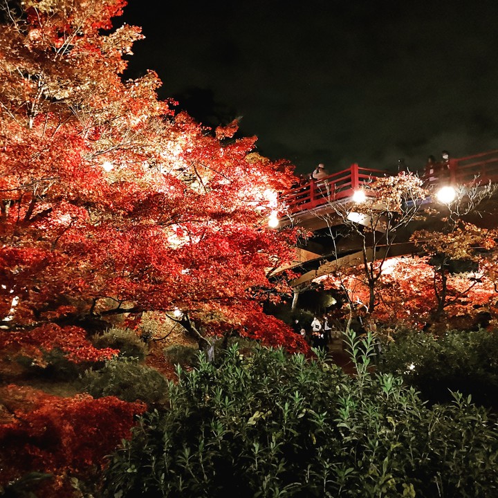 japanese garden at night