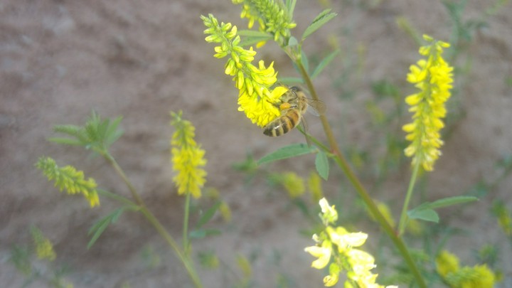 flower with bee