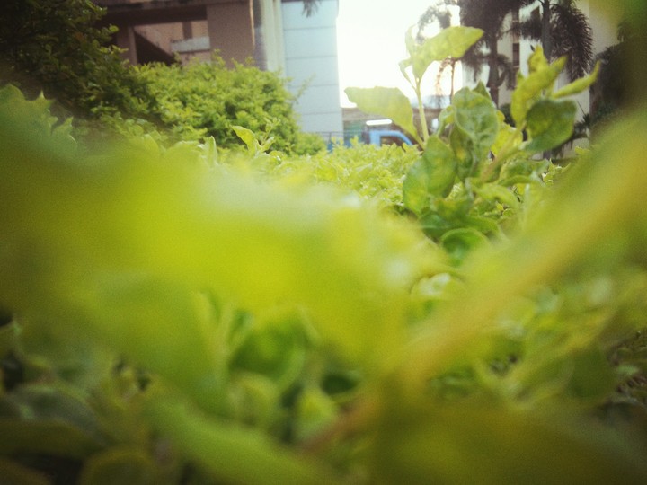 leafs