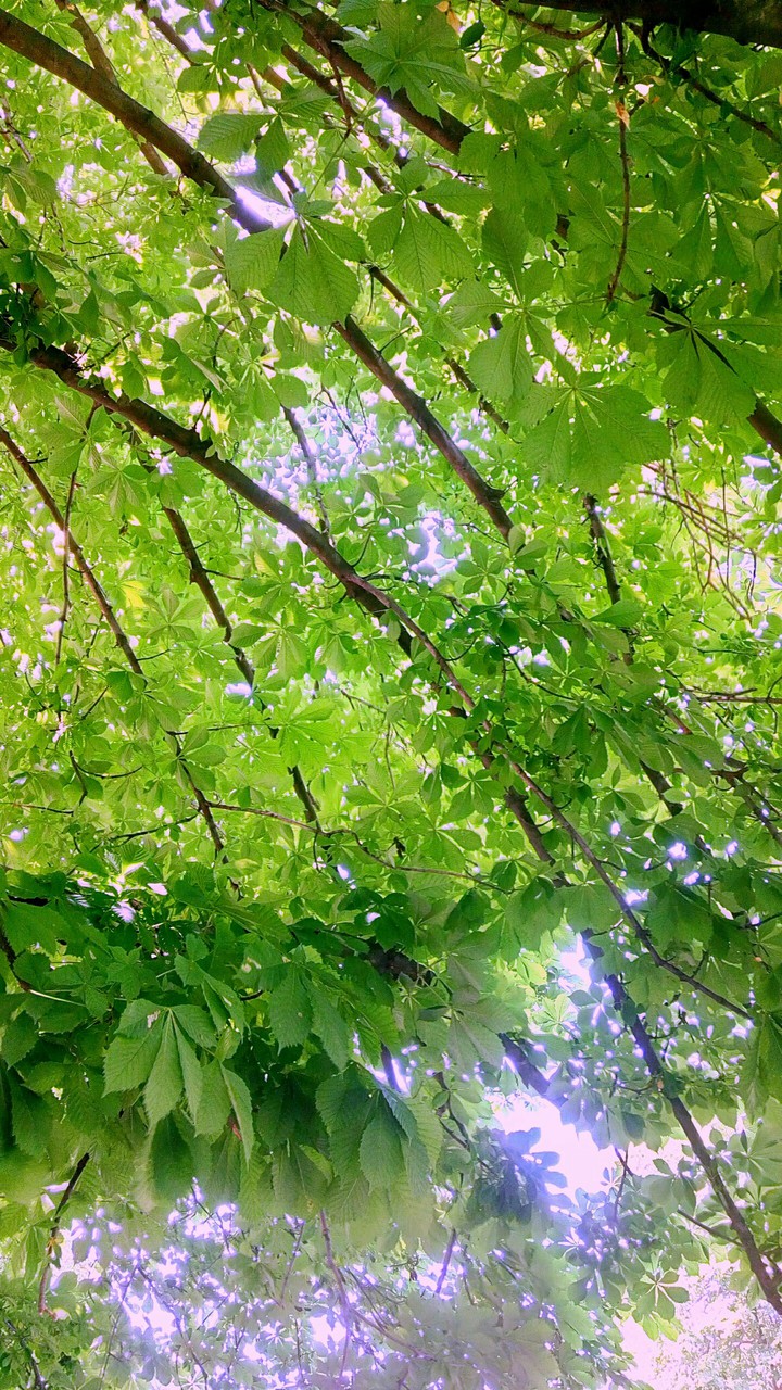 leaves