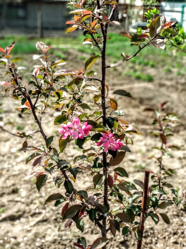 bloom