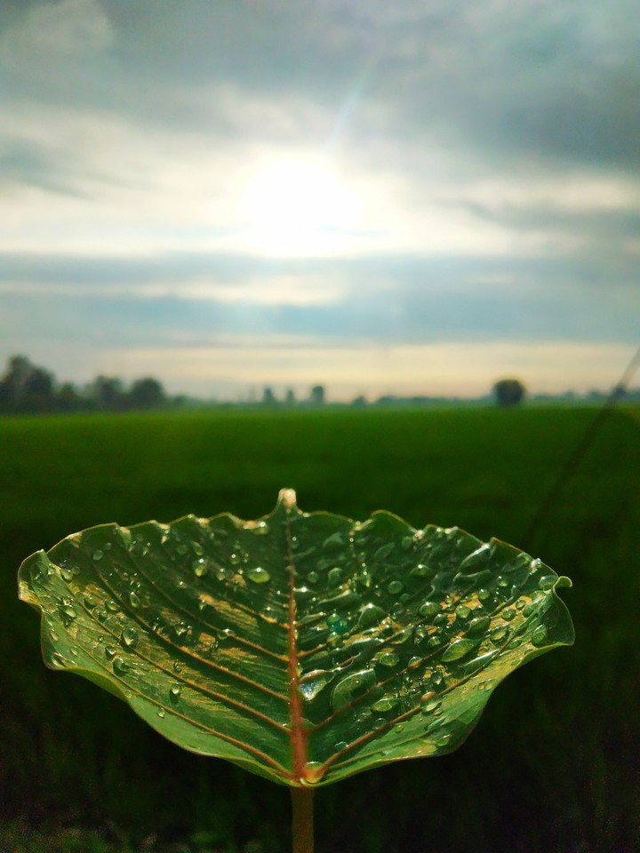 green leaf in golden shine