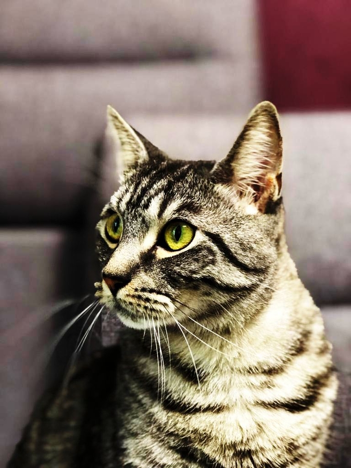 кот