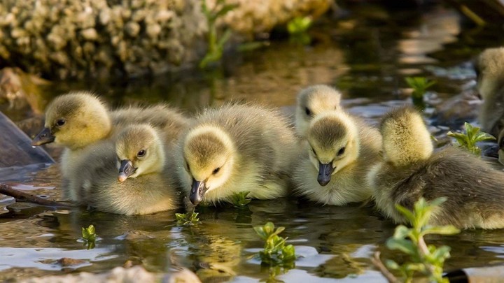 cannetons/ducklings