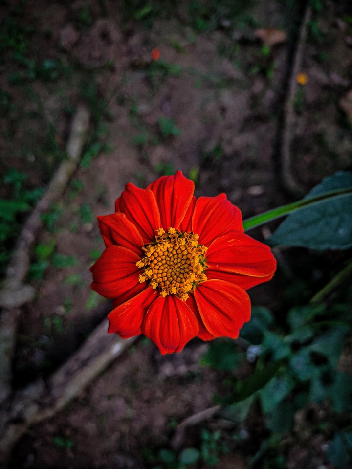 Flower to feel