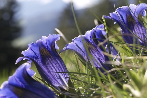 fonds d'écran plants, gentians