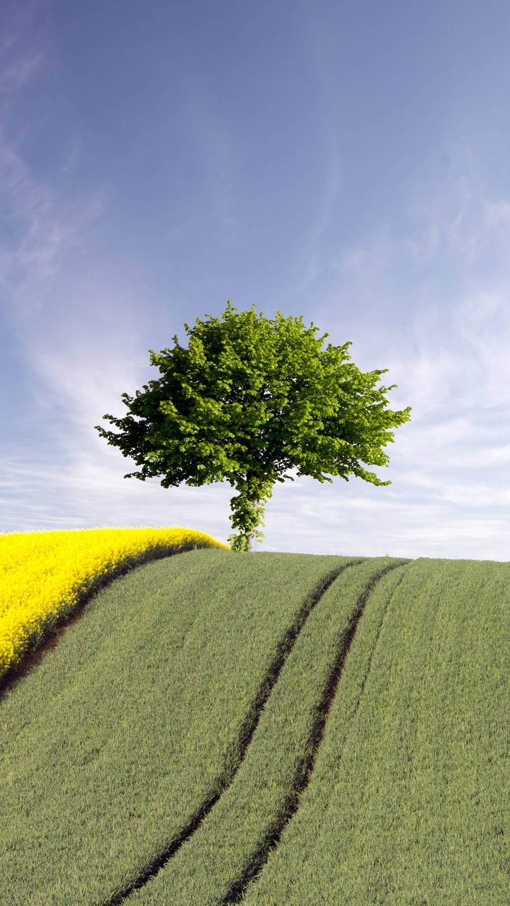 ONE TREE