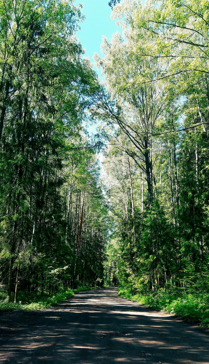 into the woods